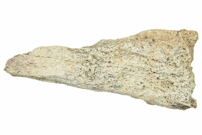 Dinosaur (Triceratops) Frill Shield Section - Montana #330148